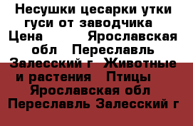 Несушки цесарки утки гуси от заводчика › Цена ­ 550 - Ярославская обл., Переславль-Залесский г. Животные и растения » Птицы   . Ярославская обл.,Переславль-Залесский г.